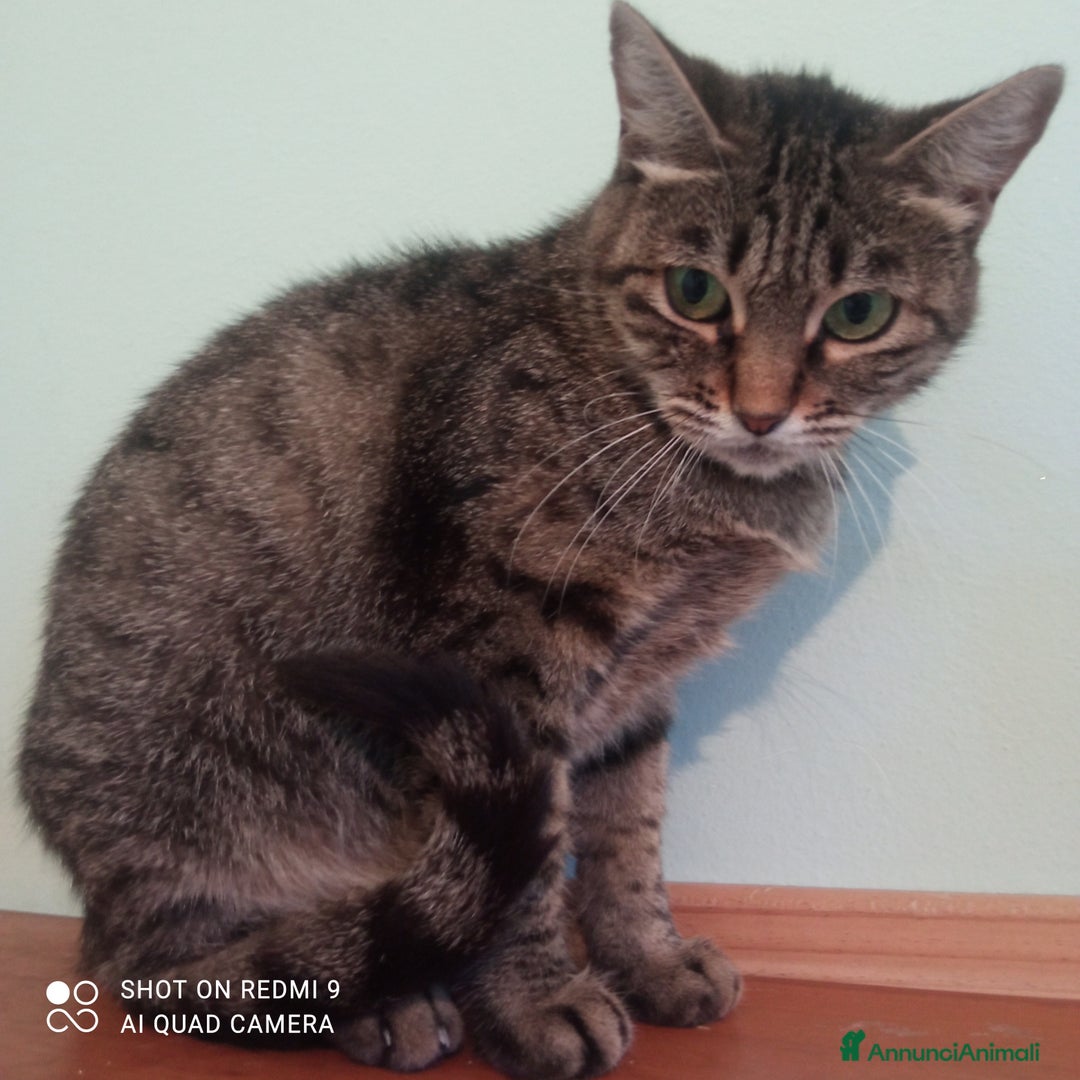 Altre razze gatti in regalo: Micetto nero di quattro mesi cerca casa - Annuncio 2