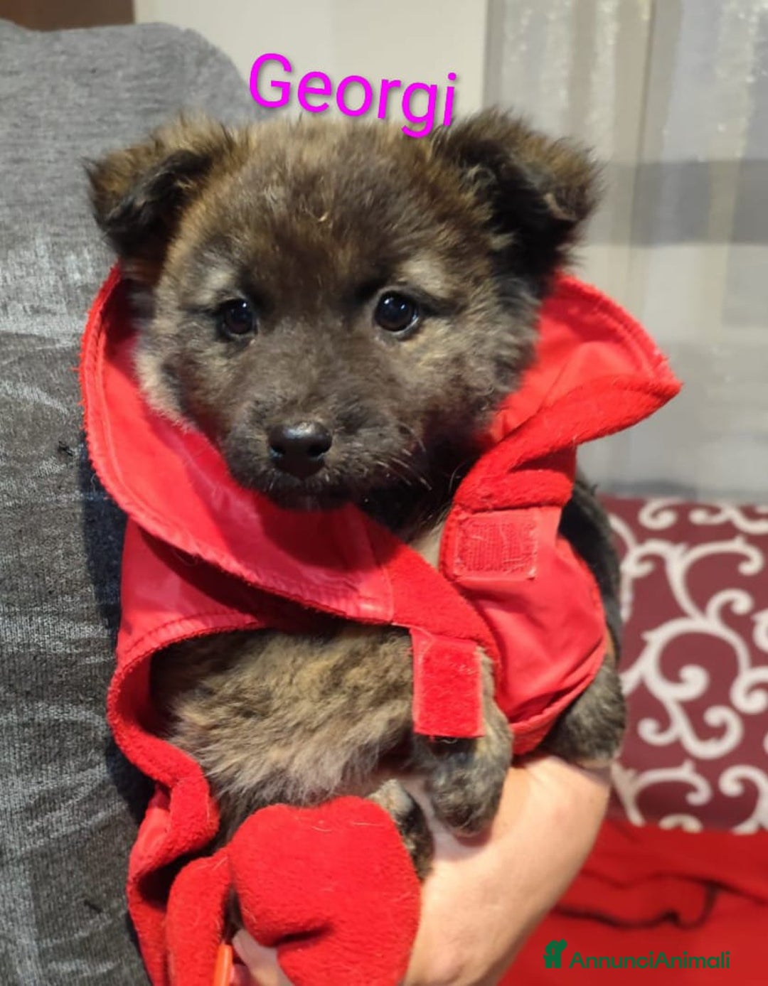 Meticcio cani in regalo: GEORGI CANDY LAMÙ spettacolari cucciole di 3 mesi  - Annuncio 1