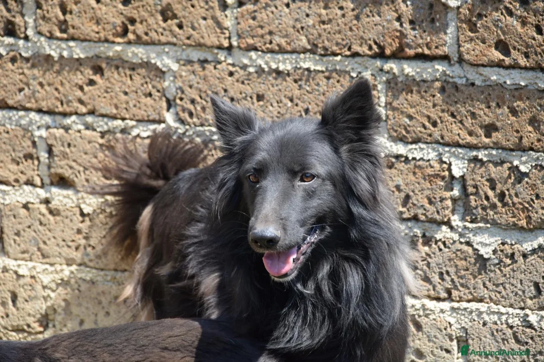 Meticcio cani in regalo: Lucio, super equilibrato, buonissimo, in adozione - Annuncio 1