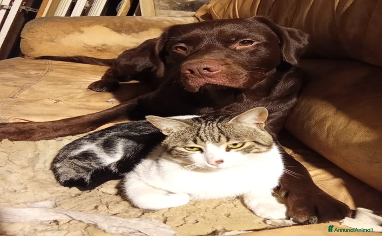 Altre razze cani a Città metropolitana di Roma Capitale - Annuncio 12