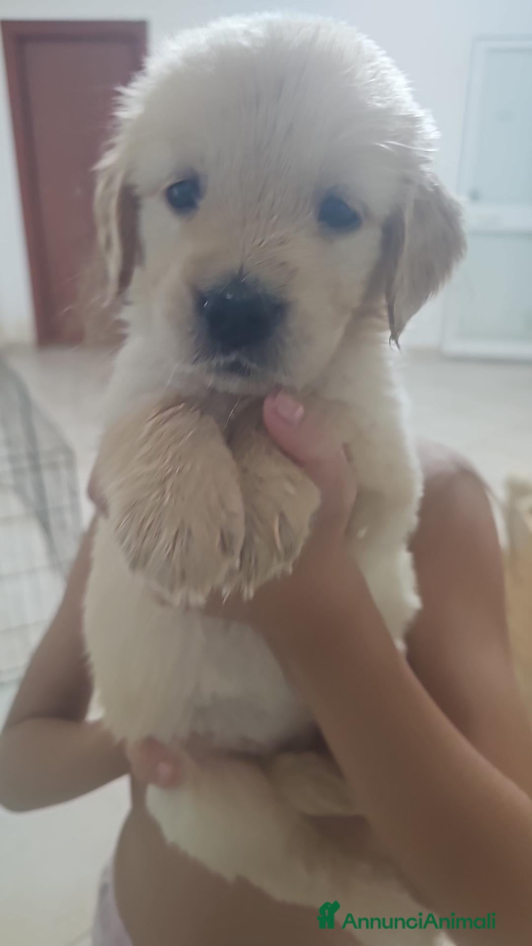 Golden Retriever cani ULTIMI 2 SPLENDIDI CUCCIOLI GOLDEN RETRIEVER  - Annuncio 2