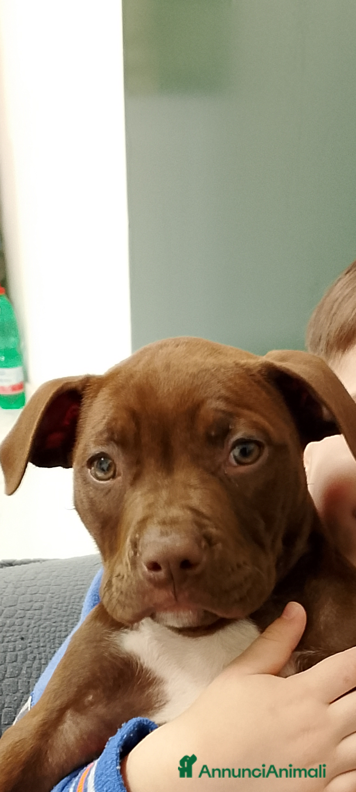 Pitbull cani American Pitbull terrier  - Annuncio 1