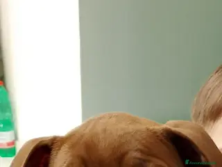 Pitbull cani American Pitbull terrier - Annuncio 2