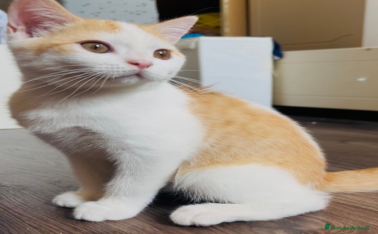 British gatti a Provincia di Padova - Annuncio 1