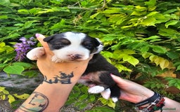 Australian Shepherd cani in vendita: Cuccioli di pastore australiano disponibili  a Provincia di Asti - Immagine 5
