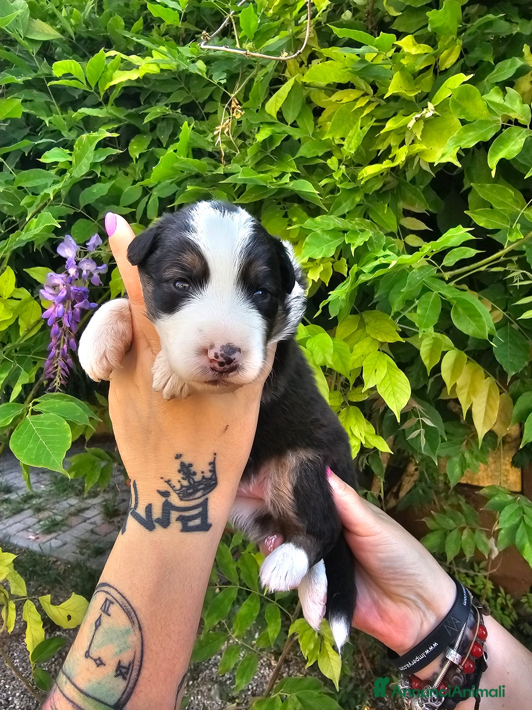 Australian Shepherd cani in vendita: Cuccioli di pastore australiano disponibili  a Provincia di Asti - Immagine 5