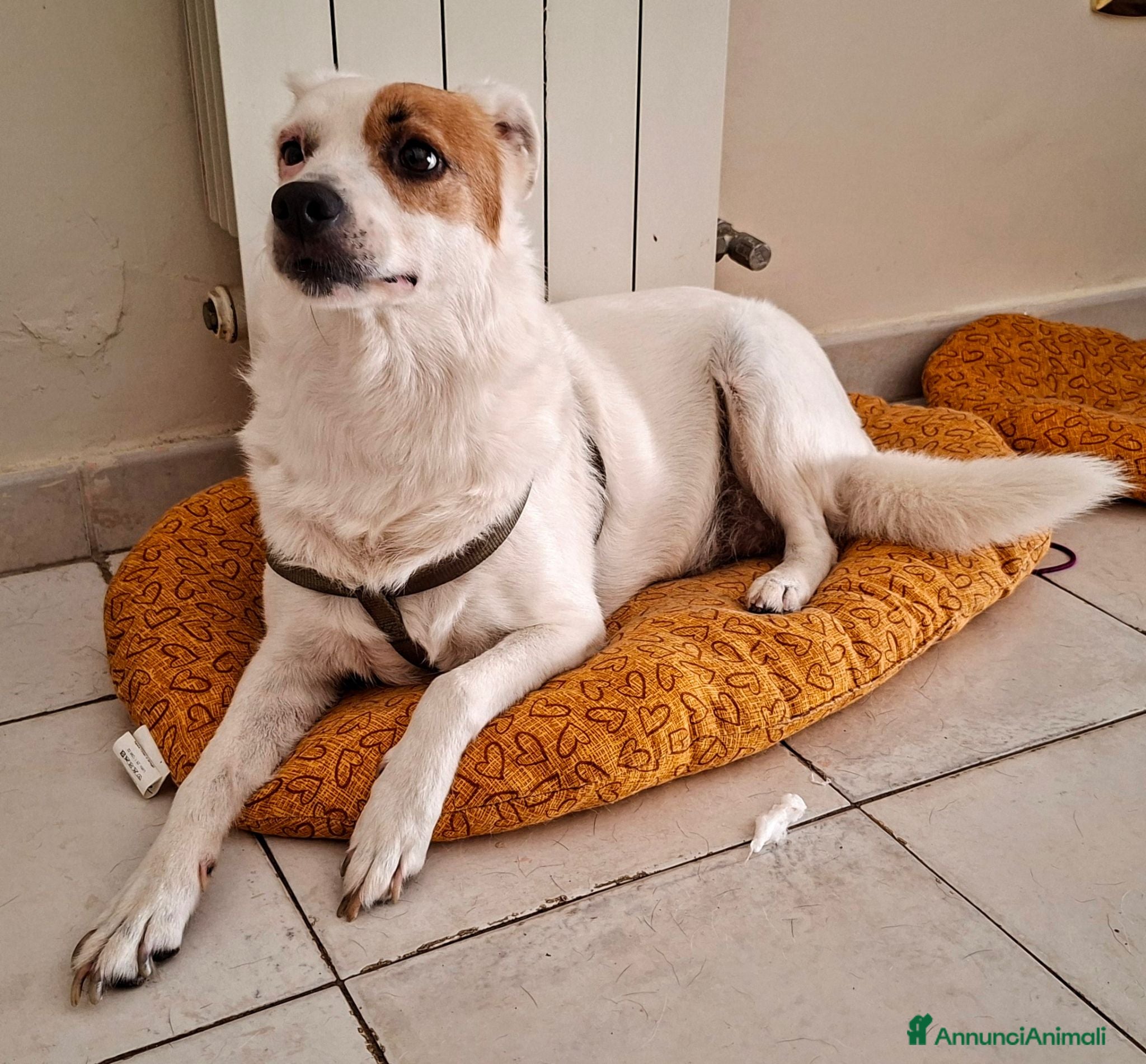 Meticcio cani Regalo - Annuncio 7