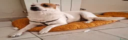 Meticcio cani in regalo: Regalo a Città Metropolitana di Napoli - Annuncio 1