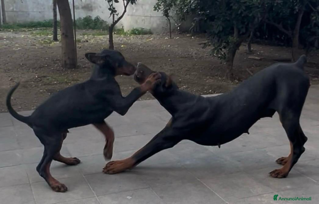 Dobermann cani cucciolo doberman in vendita messina - Annuncio 1