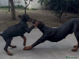 Dobermann cani cucciolo doberman in vendita messina - Annuncio 19