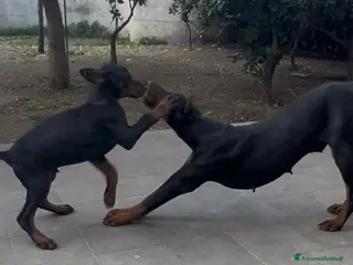 Dobermann cani cucciolo doberman in vendita messina - Annuncio 4