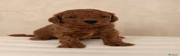 Barboncino Toy cani in vendita: Cuccioli di barboncino toy rossi - Annuncio 4