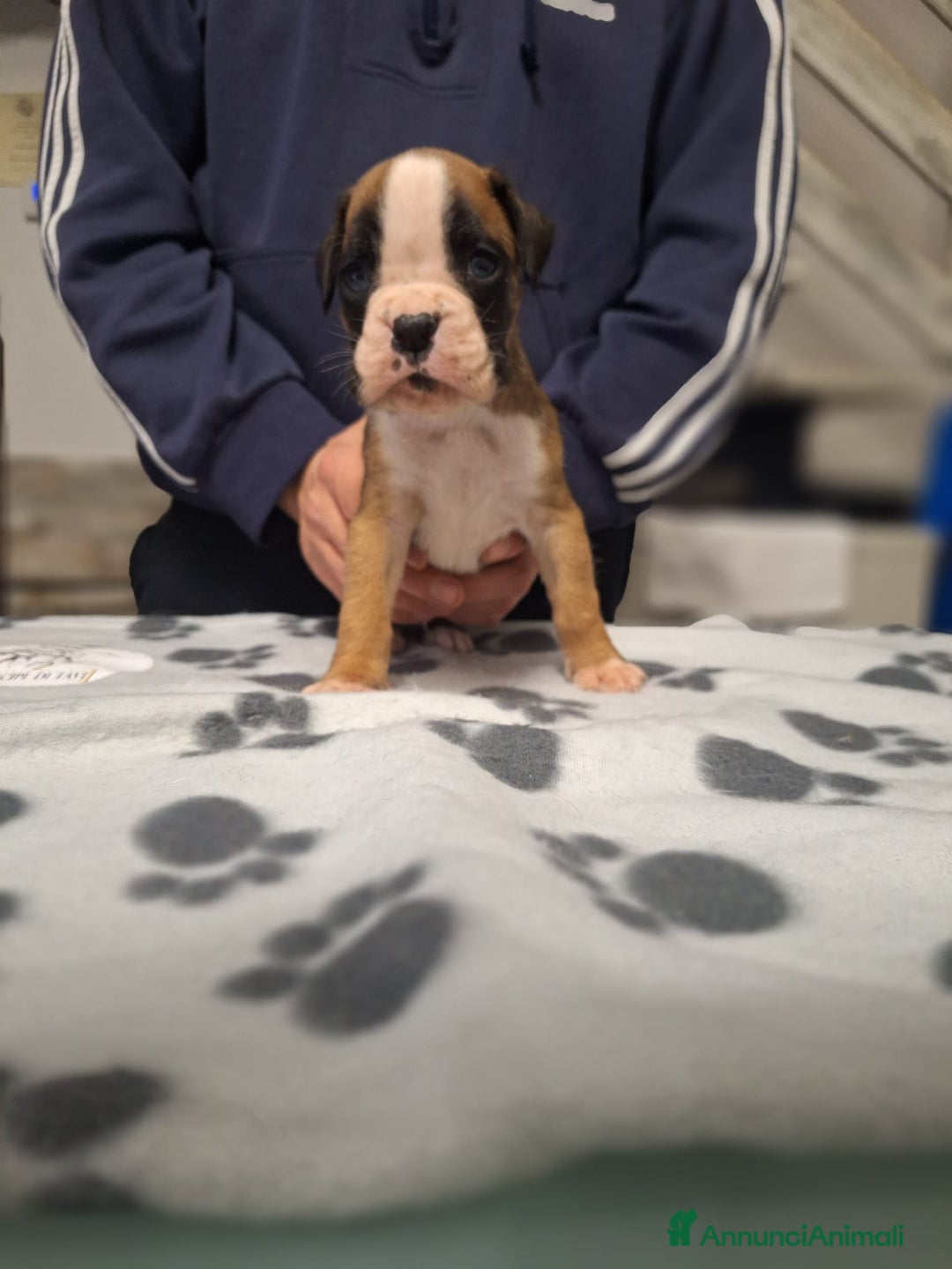 Boxer cani in vendita: Boxer cuccioli con pedigree - Annuncio 9