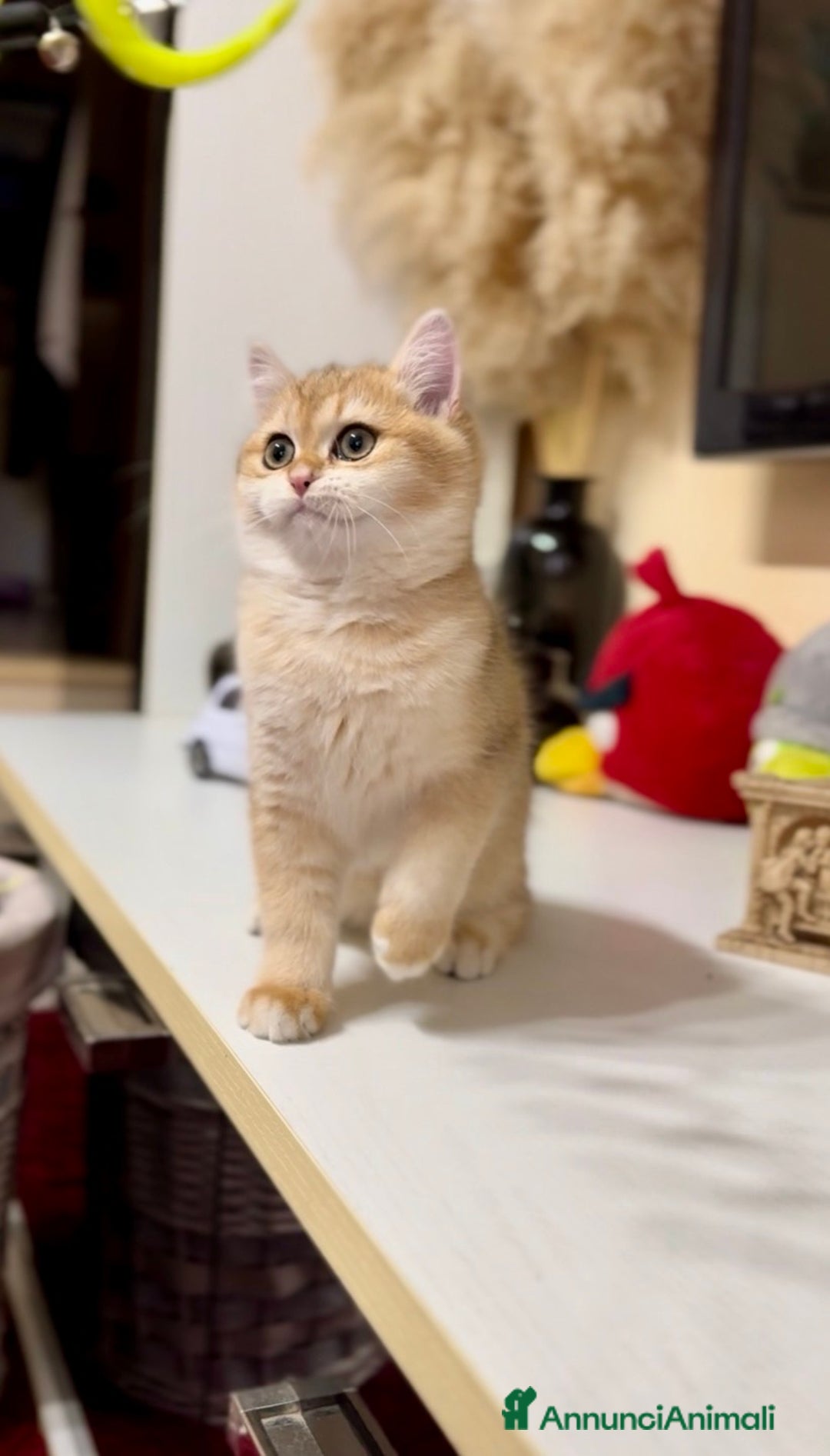 British gatti in vendita: Cucciolo british golden con pedigree  - Annuncio 2