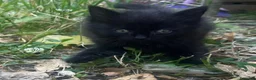 Altre razze gatti in regalo: Regalo gattini - Annuncio 4