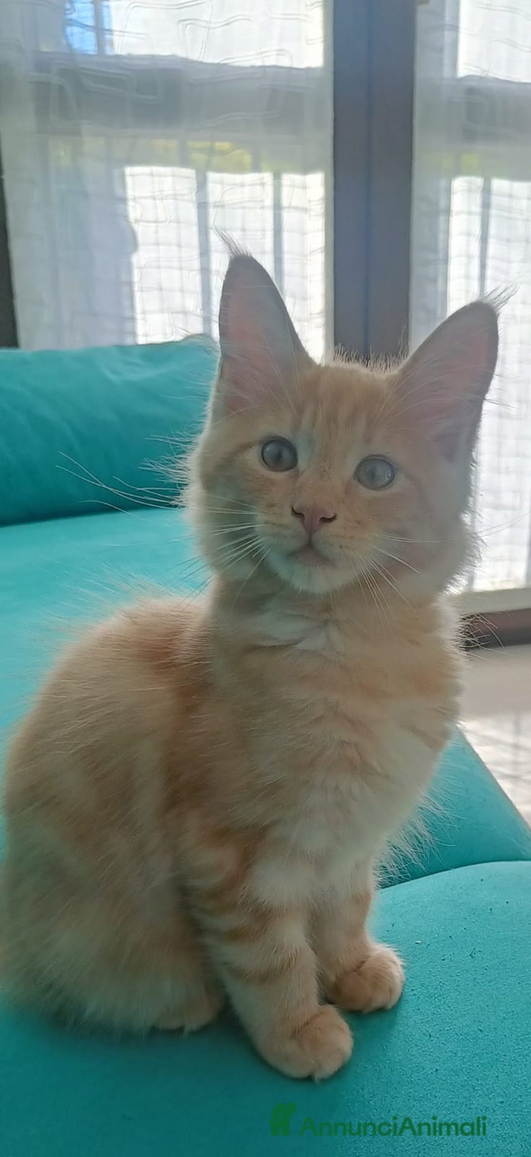 Maine Coon gatti in vendita:  Maine Coon pedigree ANFI senza limitazioni  - Annuncio 7