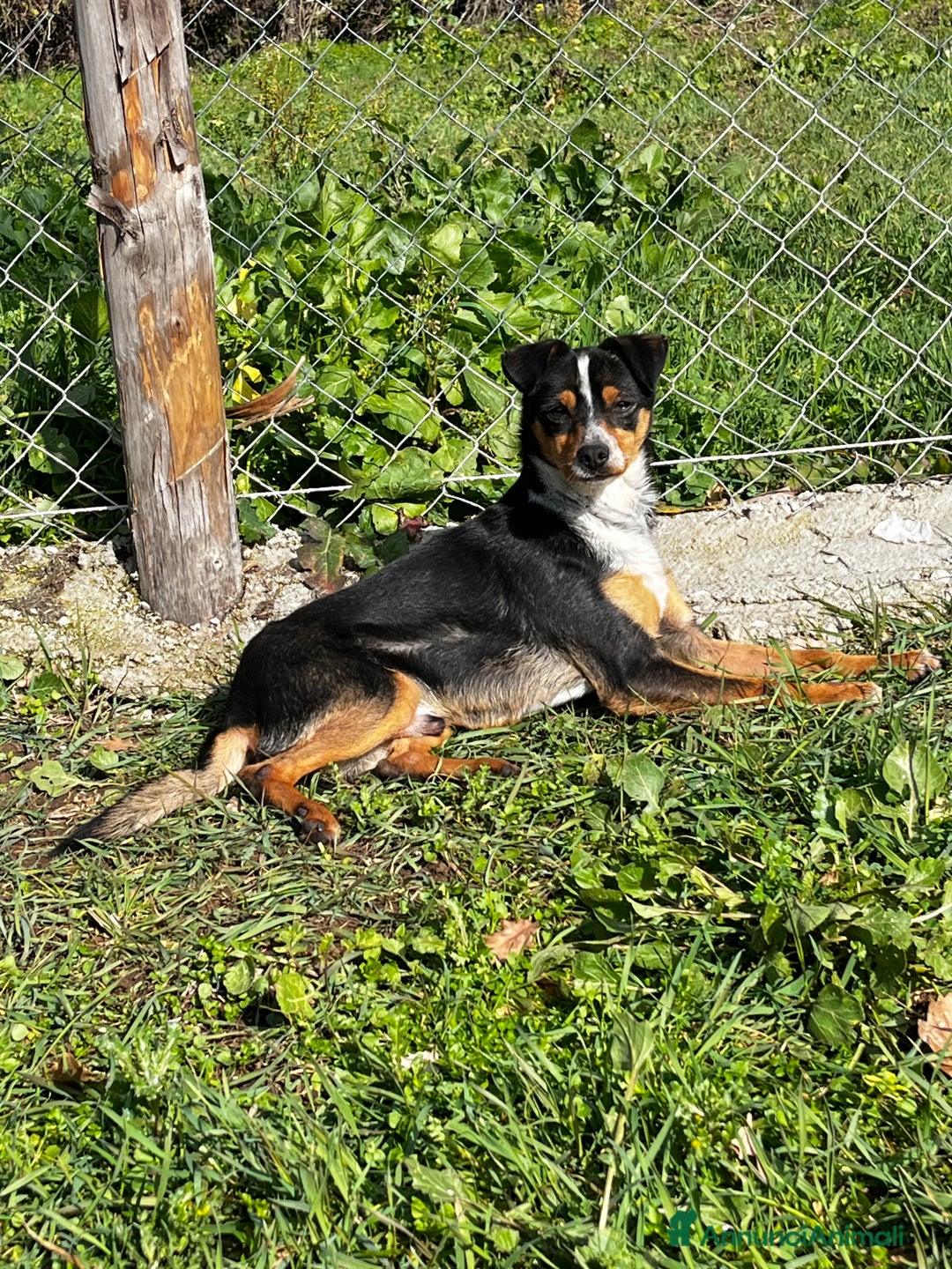 Meticcio cani in regalo: Otto  - Annuncio 1