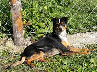 Meticcio cani Otto - Annuncio 14