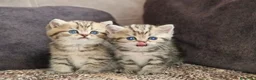 British gatti in vendita: British shorthair Femmina  - Annuncio 3