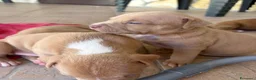 Pitbull cani in vendita: Vendesi cuccioli American Pitbull Terrier  a Città metropolitana di Palermo - Annuncio 16