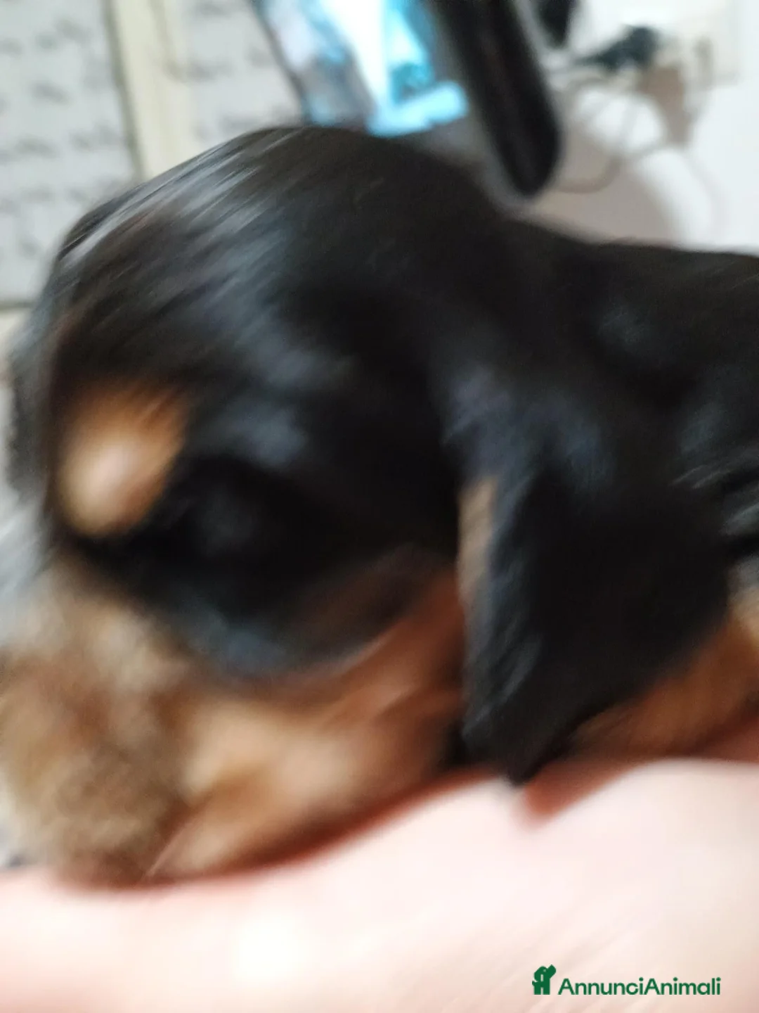 Cocker cani in vendita: Cocker spaniel - Annuncio 8