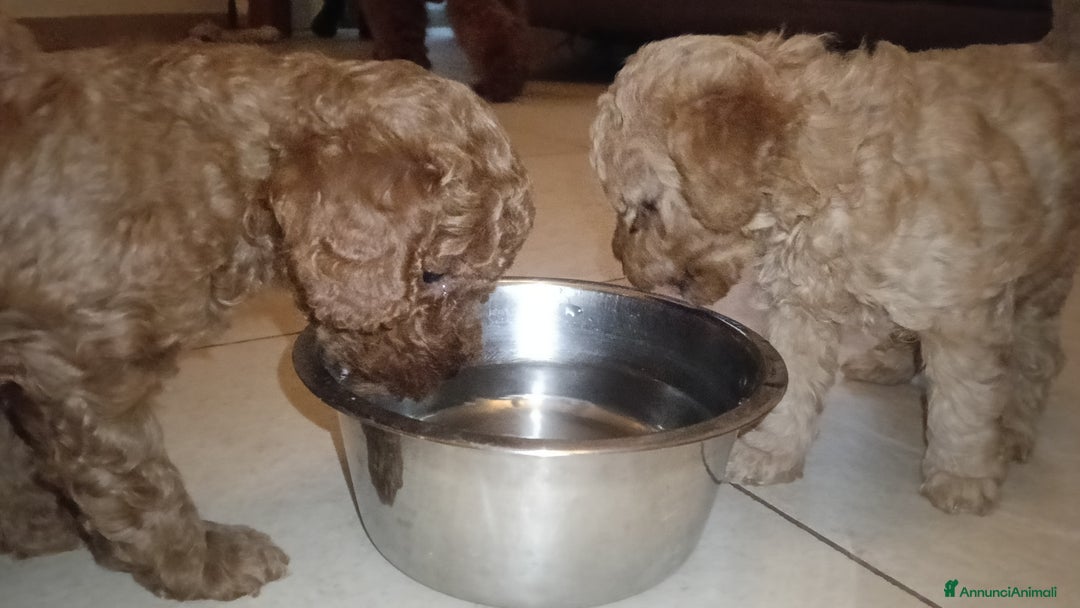 Meticcio cani in vendita: Cuccioli di barboncino Red Toy/nano - Annuncio 4