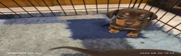 Bassotto cani in vendita: Bassotto tedesco femmina kaninchen  - Annuncio 4