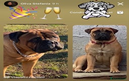 Bullmastiff cani in vendita: Cuccioli Bullmastiff  - Immagine 1