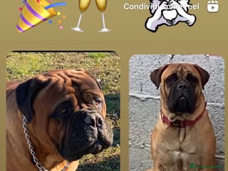 Bullmastiff cani Cuccioli Bullmastiff - Annuncio 19