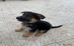 Pastore Tedesco cani in vendita: Cucciolo pastore tedesco a Città Metropolitana di Napoli - Immagine 5