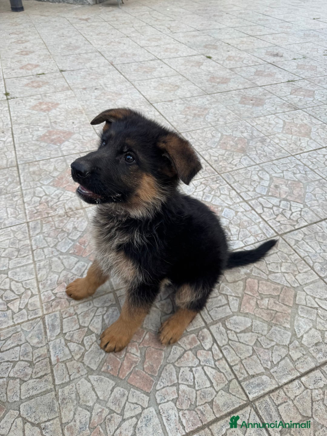 Pastore Tedesco cani in vendita: Cucciolo pastore tedesco a Città Metropolitana di Napoli - Immagine 5