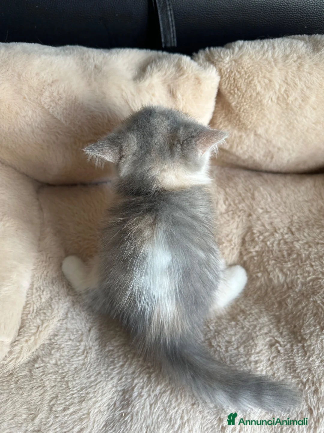Exotic Shorthair gatti in vendita: Cucciola calico diluita exotic shorthair  - Annuncio 2