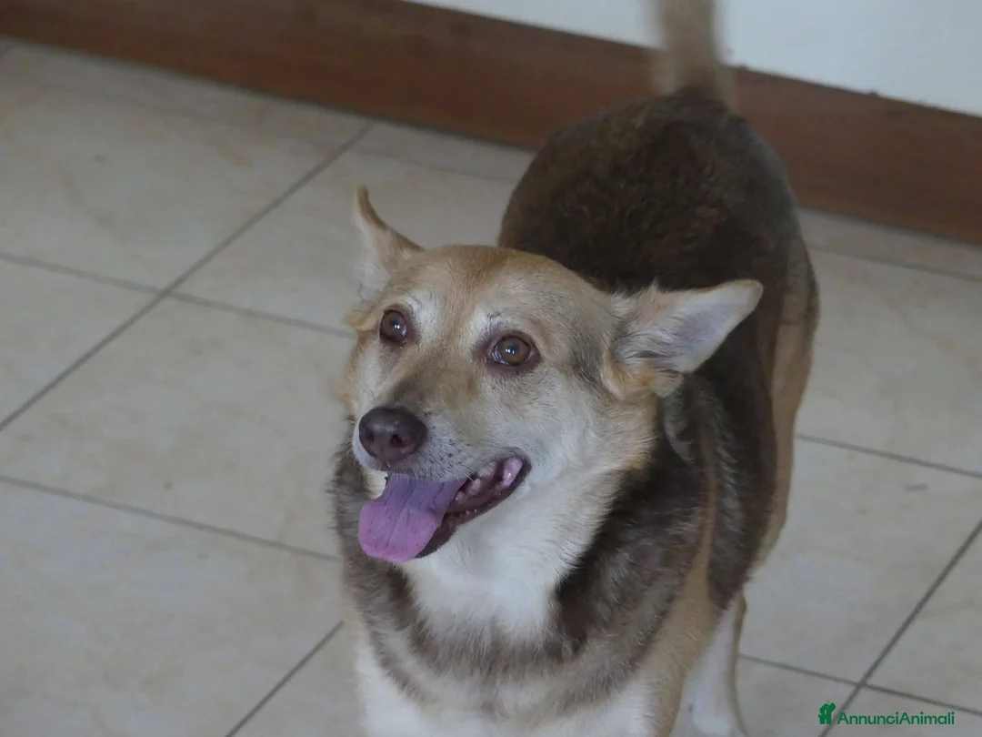 Meticcio cani in regalo: Gelbie: 15 anni, adozione del cuore  - Annuncio 4