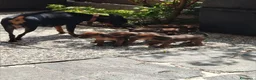 Pinscher Miniatura cani in vendita: Cuccioli Pinscher nano  - Annuncio 12