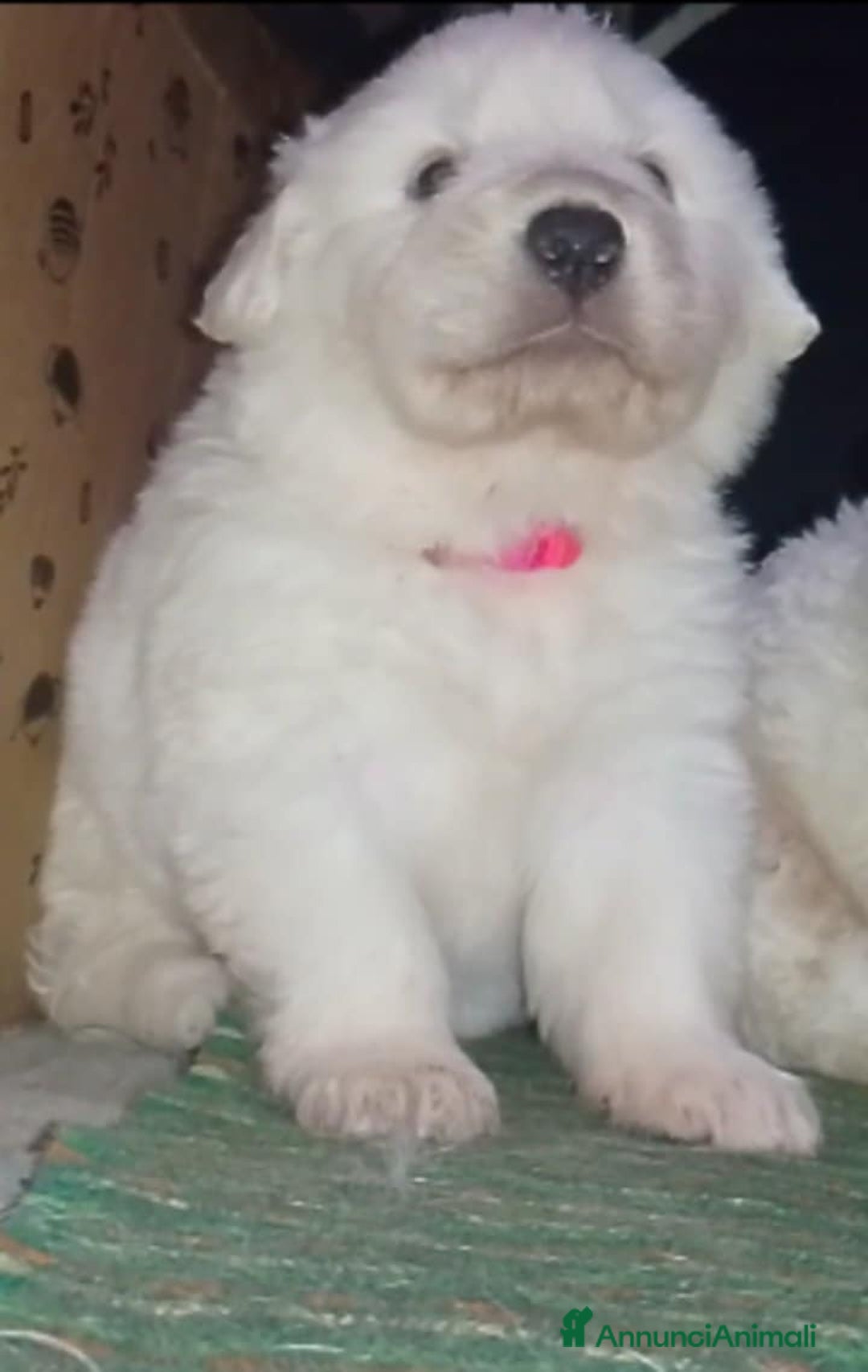 Pastore Maremmano cani in regalo: Cuccioli Pastore Abruzzese Ricci Speronati  - Annuncio 4