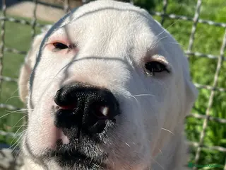 Meticcio cani Cucciolo in canile - Annuncio 25