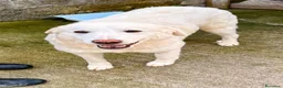 Labrador cani in regalo: Palmina dolcezza e potenza allo stato puro  - Annuncio 2