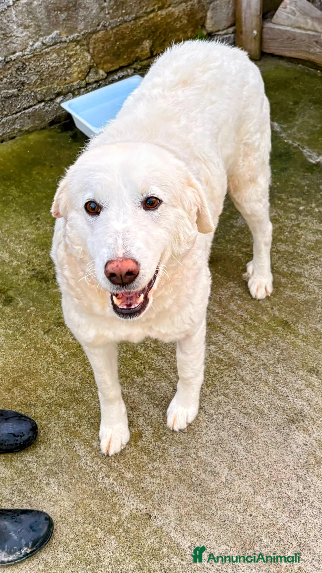 Labrador cani in regalo: Palmina dolcezza e potenza allo stato puro  - Annuncio 2