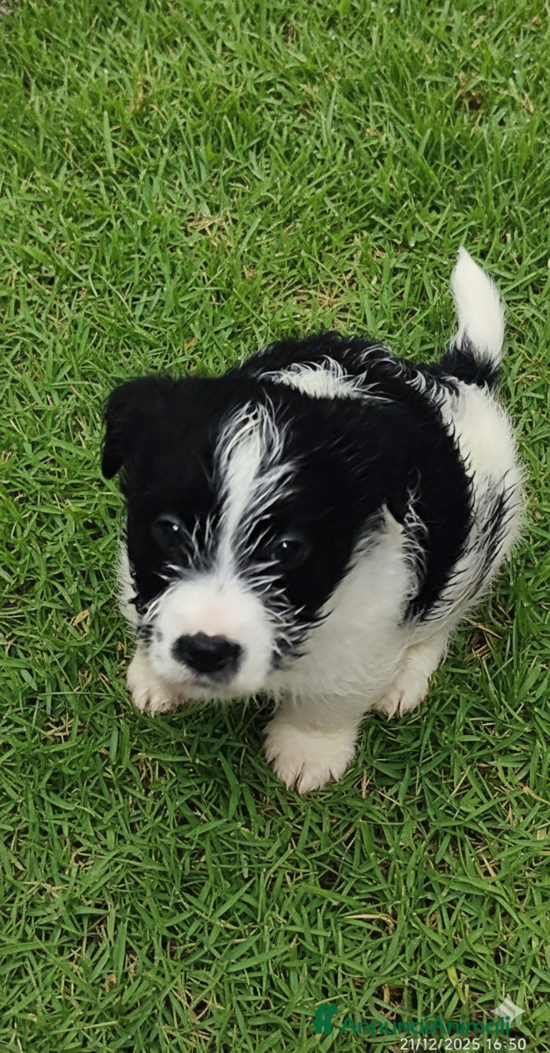 Jack Russell cani in vendita: Jack Russell  - Annuncio 3