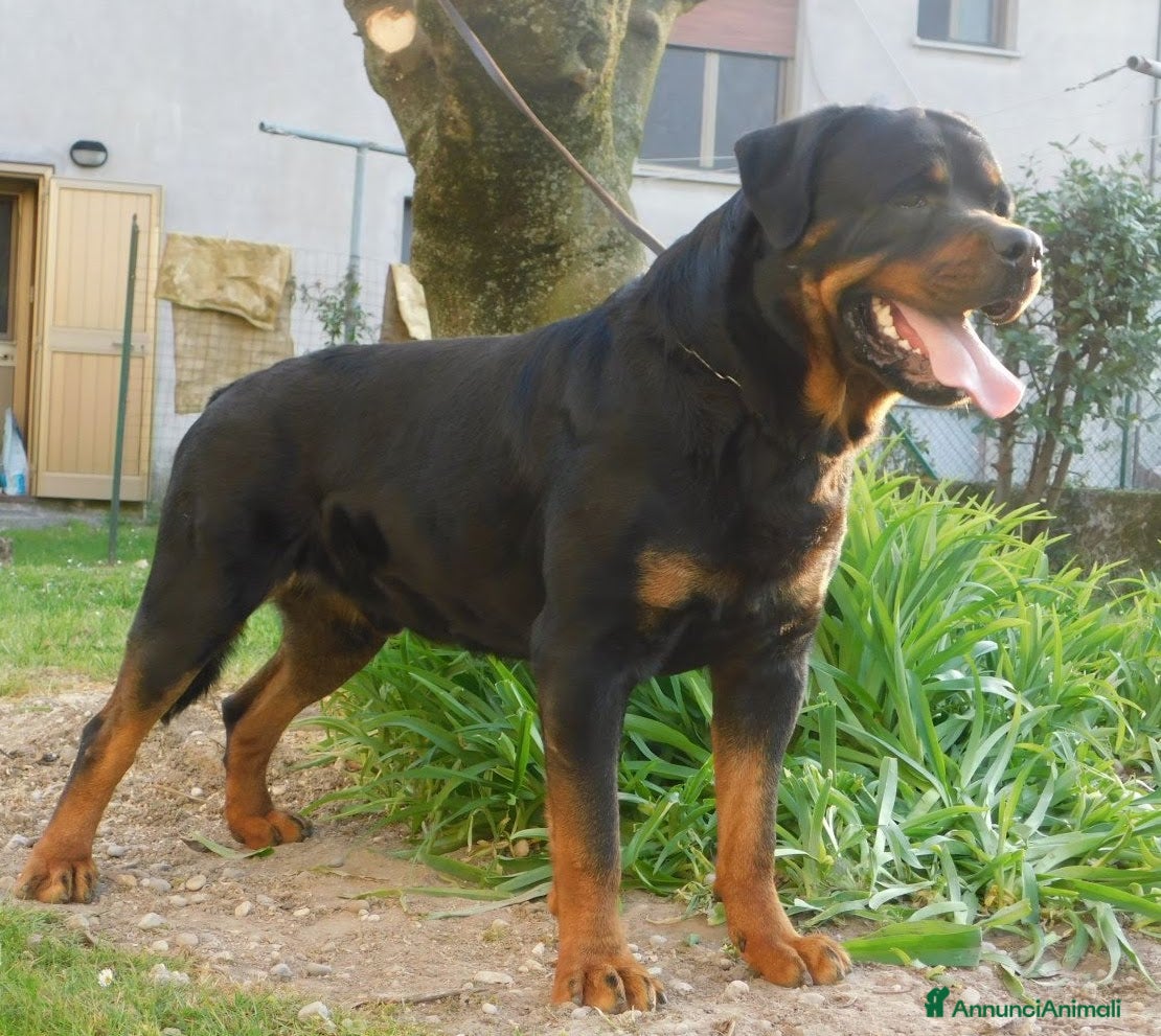 Rottweiler cani Rottweiler maschio  - Annuncio 2