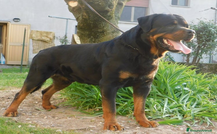 Rottweiler cani Rottweiler maschio  - Annuncio 2