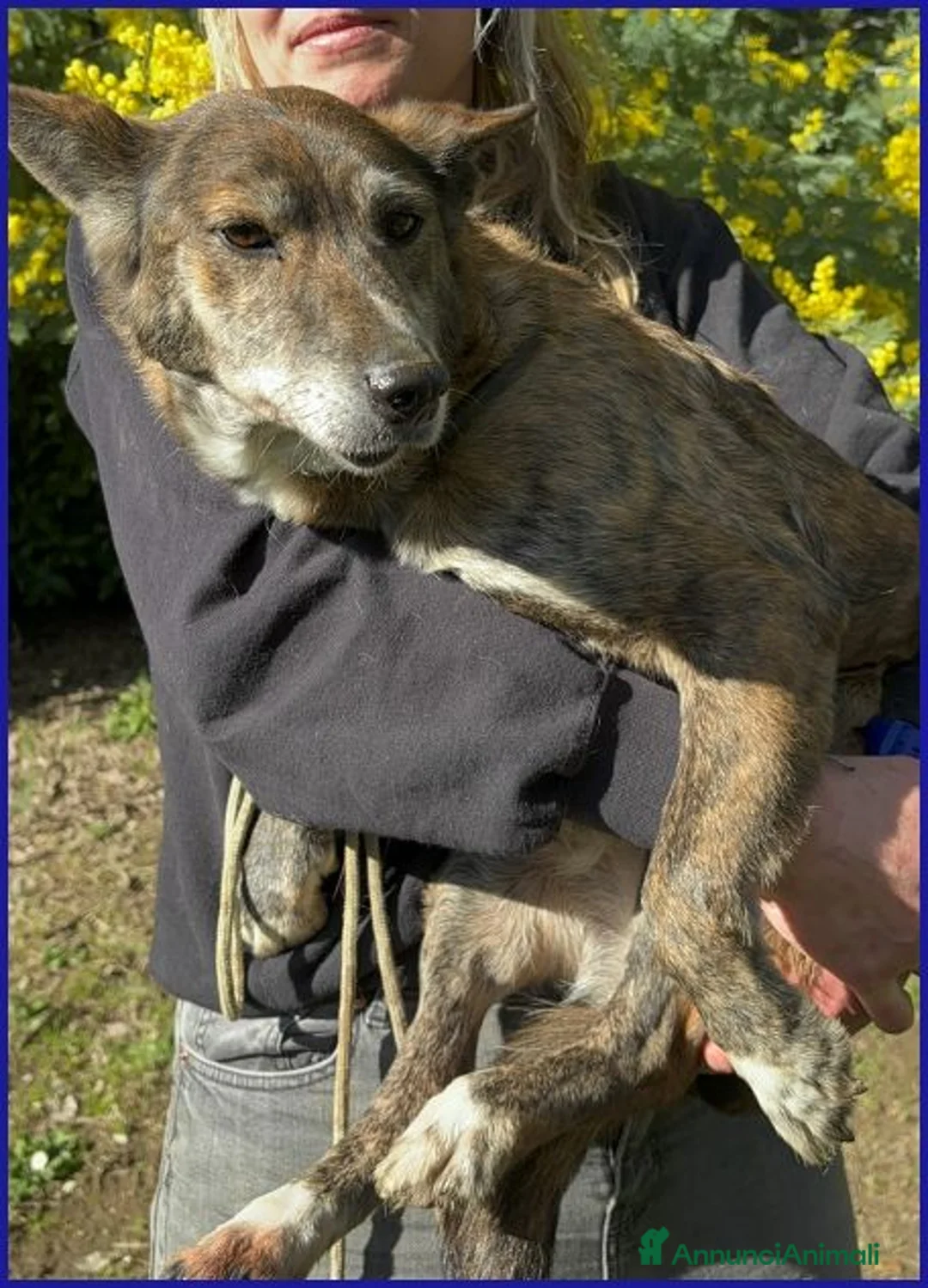 Meticcio cani in regalo: WILMA nonnina sprint a Città metropolitana di Milano - Annuncio 6