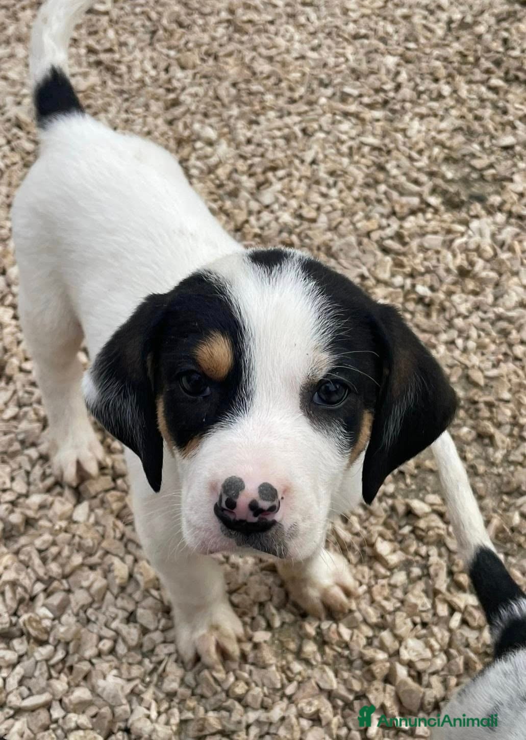Meticcio cani SELENE E LEONE - Annuncio 8