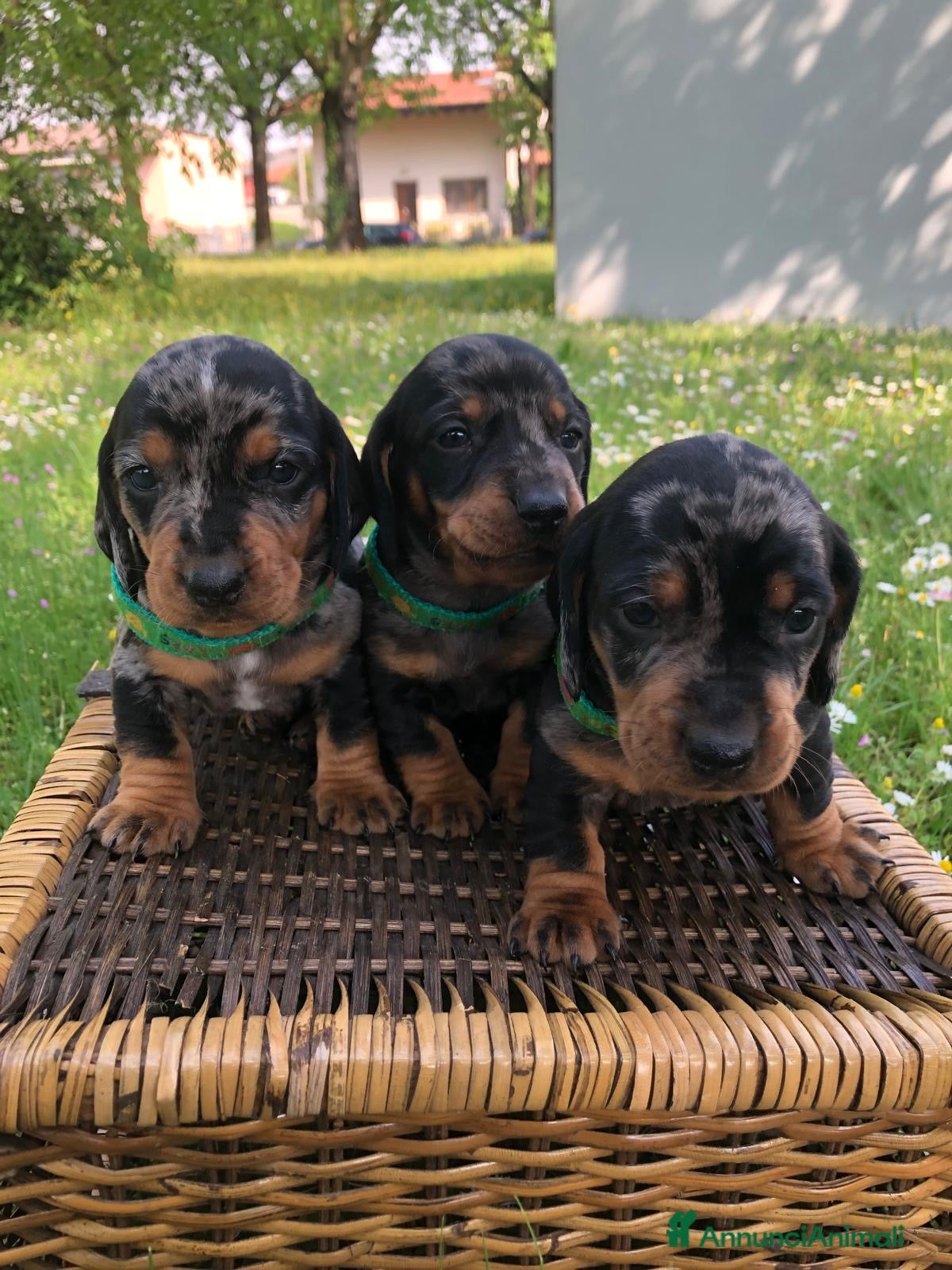 Bassotto cani arlecchini silver - Annuncio 3