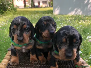 Bassotto cani arlecchini silver - Annuncio 5