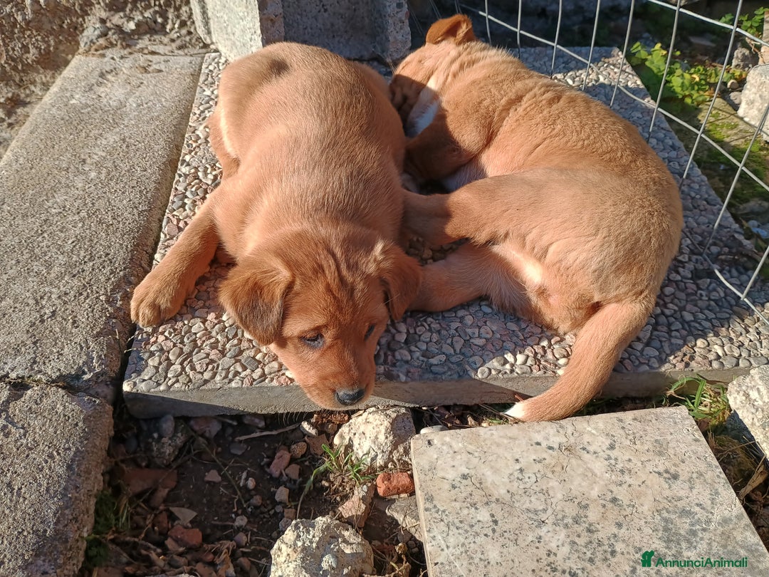 Meticcio cani in vendita: 4 Piccoli vicino Mantova Cercano un Nuovo Inizio! - Annuncio 6