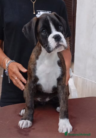 Boxer cani - Annuncio 3