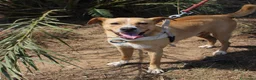 Meticcio cani in regalo: SPILLO 💙 pronto a fidarsi ancora 😍 a Provincia di Cremona - Annuncio 4
