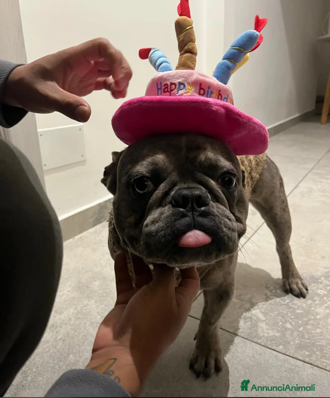 Bulldog Francese cani per accoppiamento: Bulldog Francese per accoppiamento - Annuncio 8