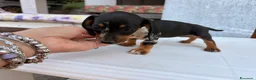 Bassotto cani in vendita: Bassottina - Annuncio 7